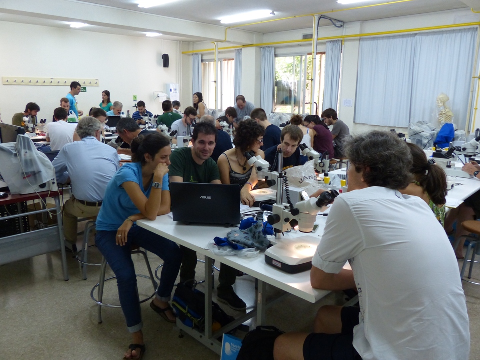 Taxomara Murcia (43)
